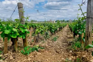 勃艮第Vougeot的葡萄藤、石質土壤與遠方建築